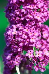 Buddleja purple flowers close up. Beautiful summer shrub. natural background