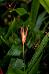 Red and Yellow Bird of Paradise in Sunlight with a dark Grer4en Backdrop.