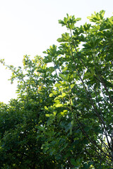 green fig tree