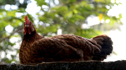 A hen is sitting on the wall