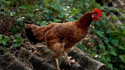 s walking on the roof of a house.