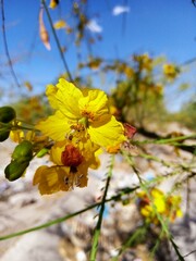 Flor De Parkinsonia Aculeata