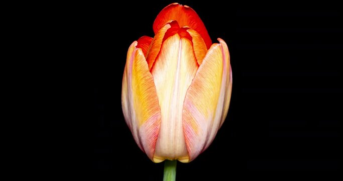 カーネーション、花、タイムラプス、4K、開花、赤色、動き、美しい、プレゼント、咲く、満開、桃色、花びら、母の日、インターバル撮影、植物、自然、微速度撮影、葉、クローズアップ、緑、贈り物、明るい、微、撮影、綺麗、感謝、アップ、きれい、緑色、マクロ、写真