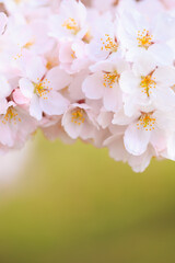 cherry blossom in spring