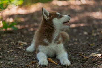Husky puppy sits on the ground in the forest