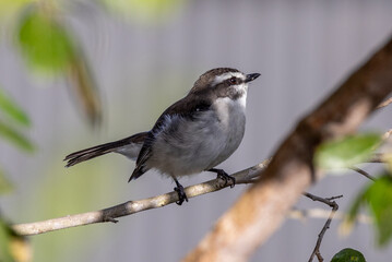 White-browed Robin in Queensland Australia