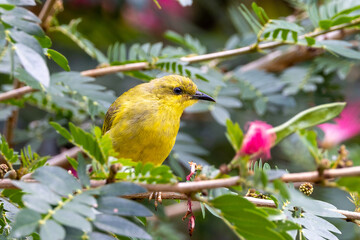 Yellow Honeyeater in Queensland Australia