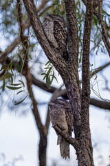 Tawny Frogmouth in Queensland Australia