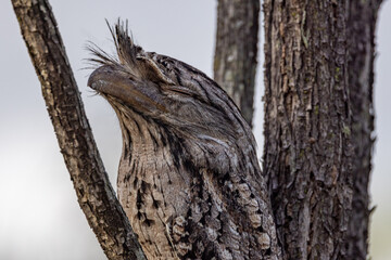 Tawny Frogmouth in Queensland Australia