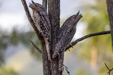 Tawny Frogmouth in Queensland Australia