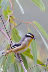 Striated Pardalote in Queensland Australia