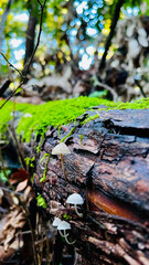 White mushroom growing on tree with moss after the rain