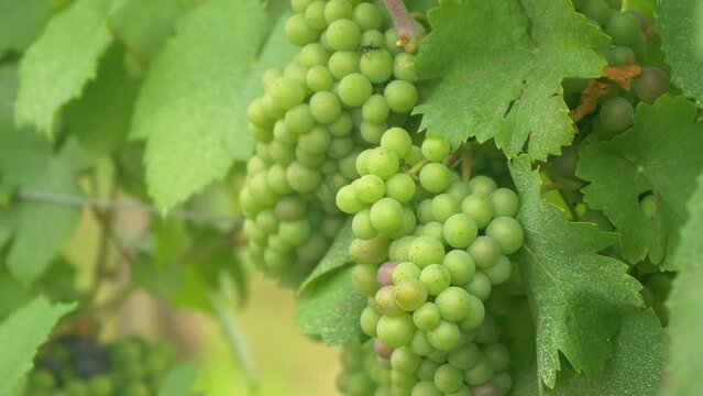 CLOSE UP, DOF: Vibrant green grape clusters grow in the fertile rural landscape in Slovenia, Europe. Delicious grapes growing in famous wine region are ripening in the pleasant summer temperatures.