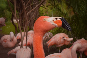 Pink flamingo in the zoo