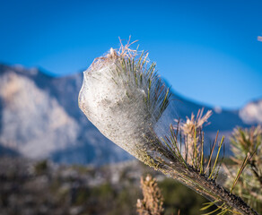 Nests of Pine Processionary larvae (Thaumetopoea pityocampa) on a pine (Pinus pinea).South Tyrol, northern Italy