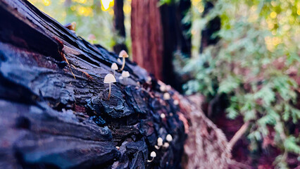 Mushroom in tree