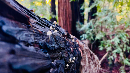 A group of mushroom growing on wood in the forest after the rain