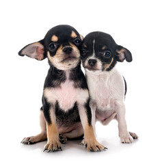 chihuahuas in studio