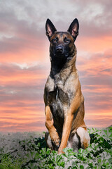 training of belgian shepherd
