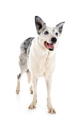 border collie in studio