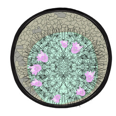 top view shot on golden barrel cactus (Echinocactus grusonii)