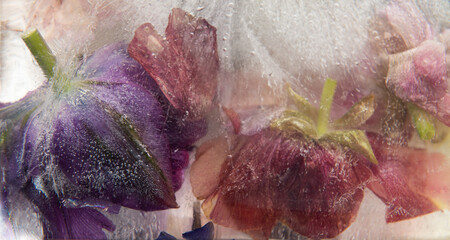 abstract close up of frozen pink, red and purple tulip flower in ice