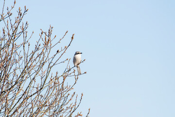Predatory songbird great grey shrike (Lanius excubitor) perched on a leafless branch in springtime in Estonian nature - 498871178