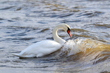 Fototapeta premium Beautiful white mute swan, Cygnus olor swimming in wavy water in Estonian nature
