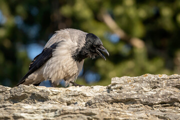Beautiful hooded crow, Corvus cornix standing on top of a stone fence on a sunny day and croaking - 498871303