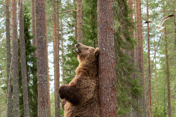 Large mammal, male brown bear (Ursus arctos) standing on hind legs and leaning against the tree...