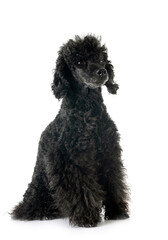 poodle in studio