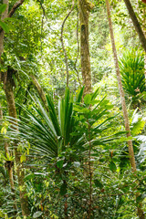 Rainforest jungle of the Masoala National Park in Madagascar, dense green woodland with tropical climate, Africa Madagascar wilderness