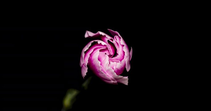 カーネーションの開花タイムラプス