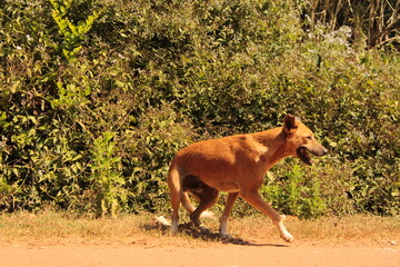 a dog on the road at evening
