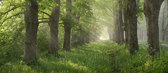 Pathway through the majestic deciduous forest on a fog at sunrise. Soft sunlight, sunbeams. Mighty...