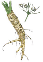 Parsnip (Pastinaca sativa) root and fruits. Ink and watercolor on paper.