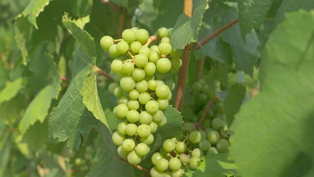 CLOSE UP, DOF: Delicious grapes growing in famous wine region are ripening in the pleasant summer temperatures. Vibrant green grape clusters grow in the fertile rural landscape in Slovenia, Europe.