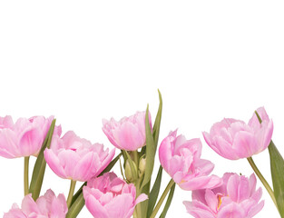 Pink tulip flowers on pastel background.