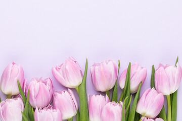 Lilac tulip flower on purple background.