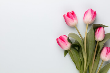 Pink tulip flowers on pastel background.