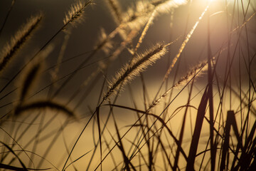 Stunning Wild Golden Grass Reed Flowers in Beautiful Sunset Hues and Soft Background Texture