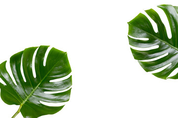 Fototapeta na wymiar Tropical Jungle Leaf, Monstera, resting on flat surface, on white wooden background.