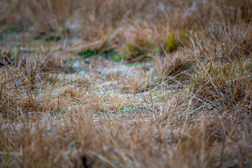 Brown Grass with Water Droplets and Bits of Green