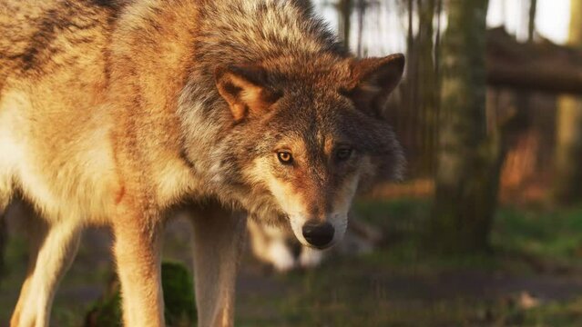 Close up portrait grey wolf in a forest  lanscape during sunset.