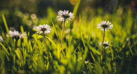 Summer spring nature background. White forest daisies in bright green grass