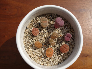 多肉植物 リトープスのカラフルな寄せ植え 写真