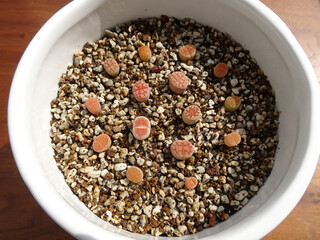 多肉植物 小さなリトープスの赤ちゃん苗 5ミリから1センチサイズ 写真