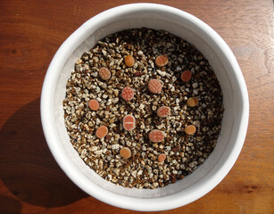 多肉植物 小さなリトープスの赤ちゃん苗 5ミリから1センチサイズ 写真
Succulents Tiny lithops baby seedlings 5mm to 1 cm size Photo