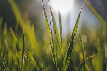 Summer green grass close up, macro image. Abstract nature background