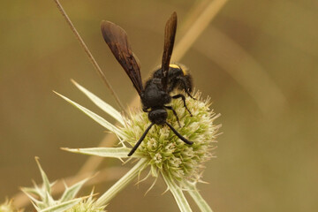 Closeup on a black , hairy scoliid wasp, Scolia hirta , drinking nectar from a field eryngo, Eryngium campestre
